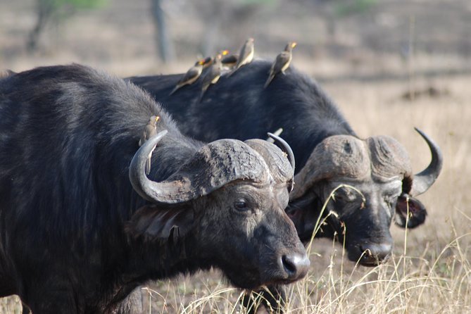 Serengeti Day Trip Safari From Mwanza Tanzania - Who should book this Serengeti day trip?