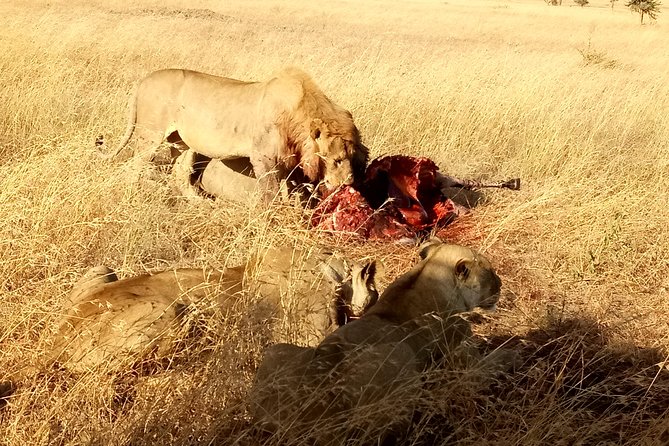 Serengeti Day Trip Safari From Mwanza Tanzania - Game viewing around the Grumeti River