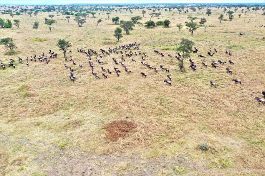 Serengeti: Hot Air Balloon Flight with Champagne Breakfast - Wildlife spotting from a different angle