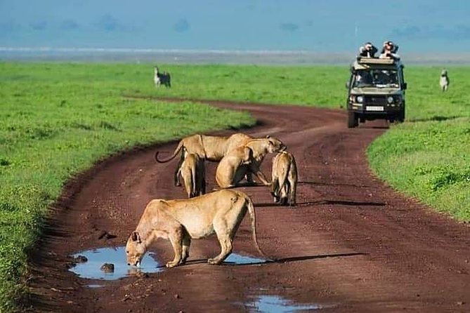 Serengeti national Park, ngorongoro conservation area 3 days two nights - Key points to know before booking