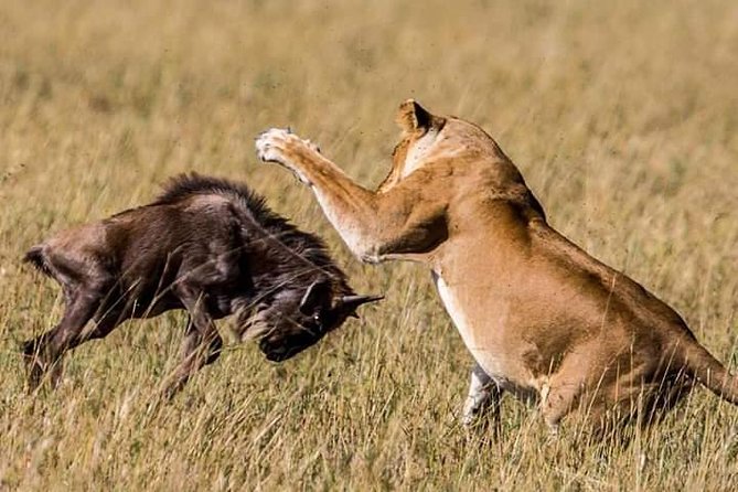 Serengeti national Park, ngorongoro conservation area 3 days two nights - What a full-day Serengeti game drive means