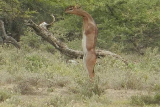 Serengeti national Park, ngorongoro conservation area 3 days two nights - Ngorongoro Crater after the Serengeti