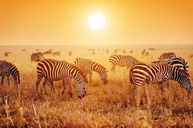 SERENGETI NATIONAL PARK Tour - Why four nights in the Serengeti matter
