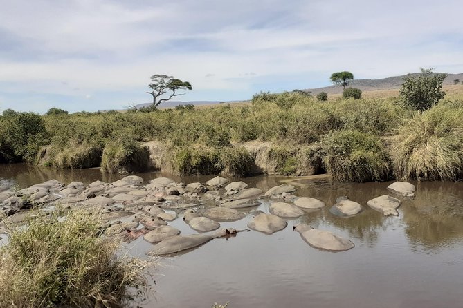 SERENGETI NATIONAL PARK Tour - Day 3: Hippos, crocodiles, and the Mara River
