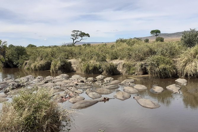 SERENGETI NATIONAL PARK Tour - Day 4: A second full day near the northern corridor