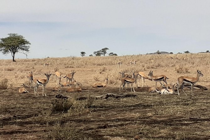SERENGETI NATIONAL PARK Tour - Day 5: From Lobo to the Ngorongoro Crater