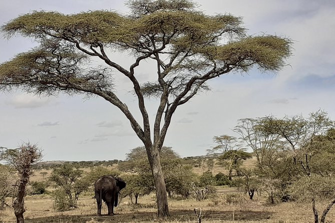 SERENGETI NATIONAL PARK Tour - Day 6: Lake Manyara before returning to Arusha or Moshi