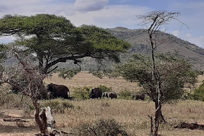 SERENGETI NATIONAL PARK Tour - Day 1: The long road from Arusha to the Serengeti