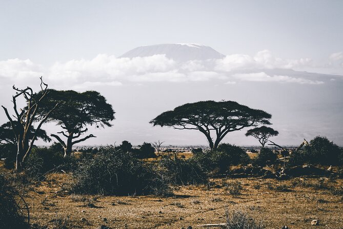 Serengeti & Ngorongoro 3 Days Budget Safari - Day 2: Early Serengeti viewing and the move to Simba Campsite
