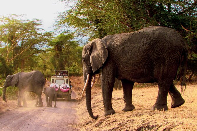 Serengeti & Ngorongoro 3 Days Budget Safari - Day 3: Down into Ngorongoro Crater