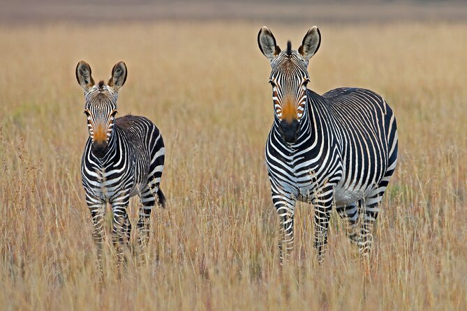 Serengeti & Ngorongoro 3 Days Budget Safari - Who this safari suits best
