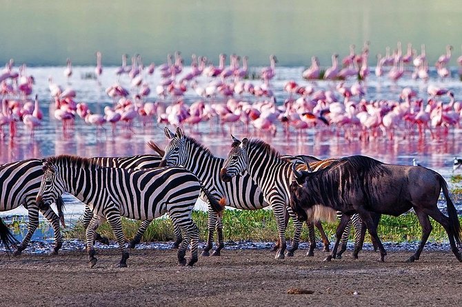 Serengeti & Ngorongoro 3 days Fly Safari in from Zanzibar - Day three: Ngorongoro Crater from the rim to the floor