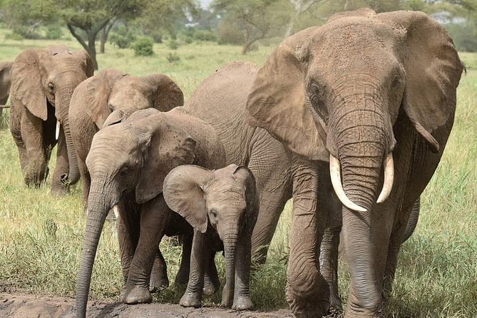 serengeti & ngorongoro 3 days private tour - Wildlife expectations: big cats, migration, and luck