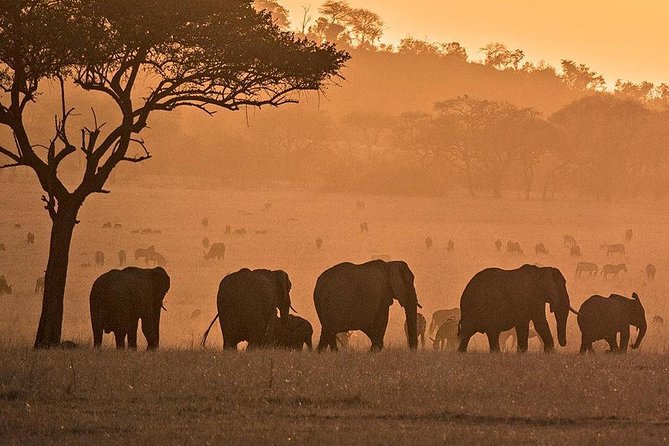 Serengeti & Ngorongoro fly in safari - Day two brings an early start in Seronera