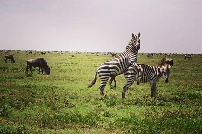 Serengeti & Ngorongoro fly in safari - Ngorongoro Crater is the final morning’s main event
