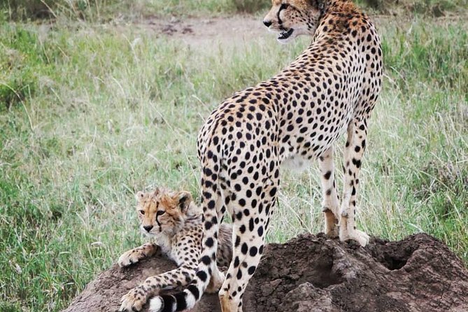 Serengeti & Ngorongoro fly in safari - What $2,750.77 per person buys you