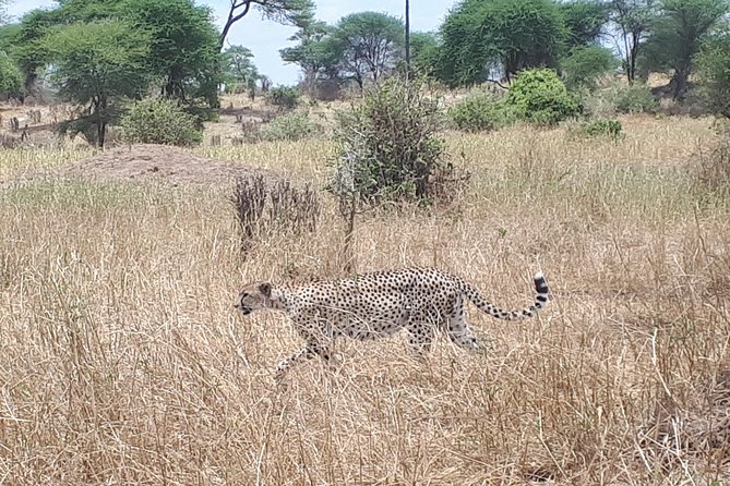 serengeti, ngorongoro & tarangire 5days private tour - Ngorongoro adds a very different day