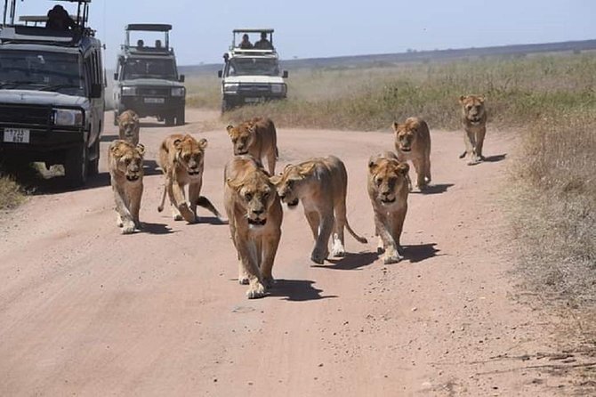 serengeti, ngorongoro & tarangire 5days private tour - Five days is enough for a first safari, with limits