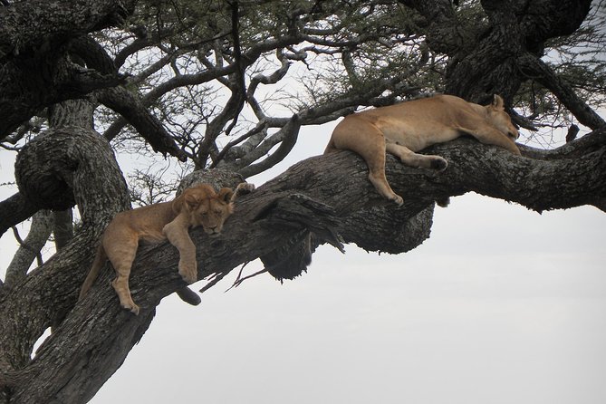 Serengeti Safari with Sirikwa Travel - Meals, transport, and the private format