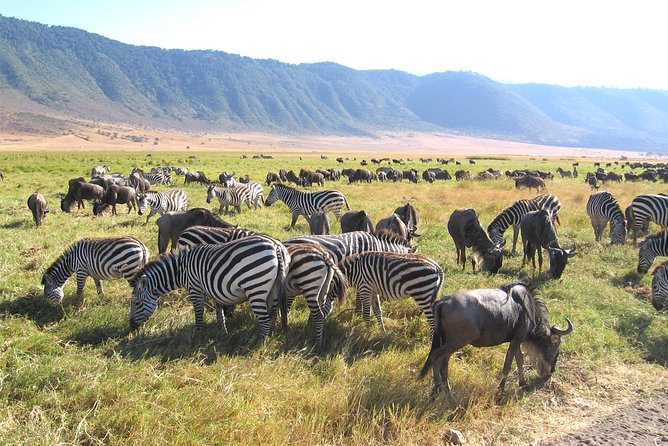 Serengeti Tour – 7Days/6 nights (4 stars accommodations) - Day one: Tarangire’s elephants and permanent water