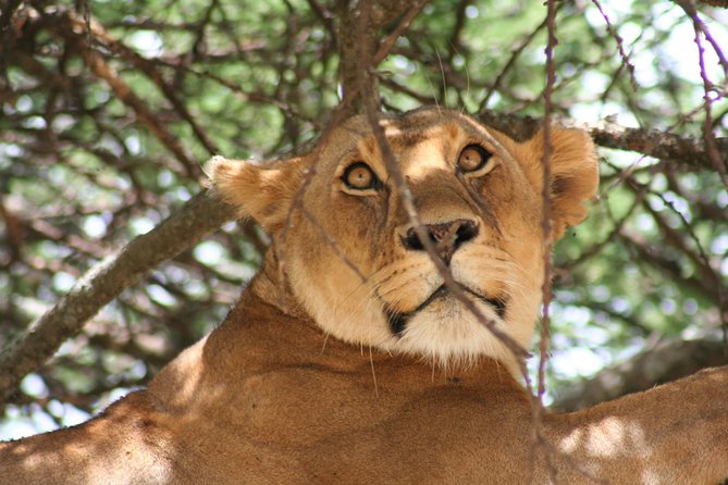 Serengeti Tour – 7Days/6 nights (4 stars accommodations) - Day two: Lake Manyara beneath the Rift Valley escarpment