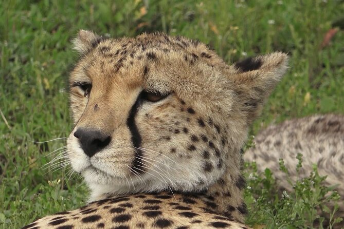 Serengeti Under Canvas - 9 days - Day 2: Lake Manyara, flamingos, elephants, and tree-climbing lions
