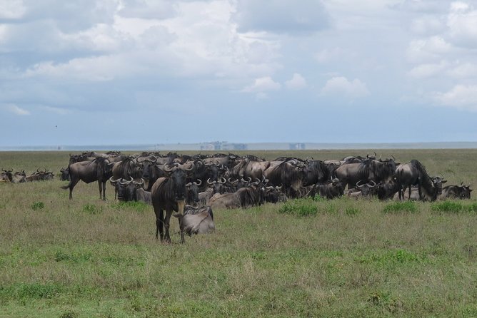 Serengeti Wildebeest Migration. - What this migration safari is really about