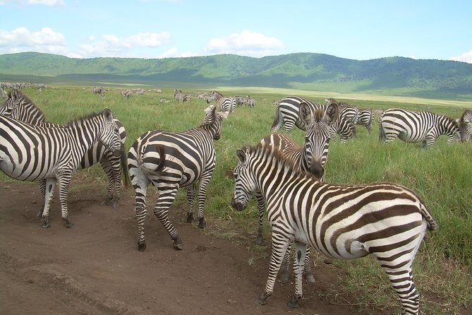 Serengeti Wildebeest Migration. - Day 7: Five hours on the Ngorongoro Crater floor