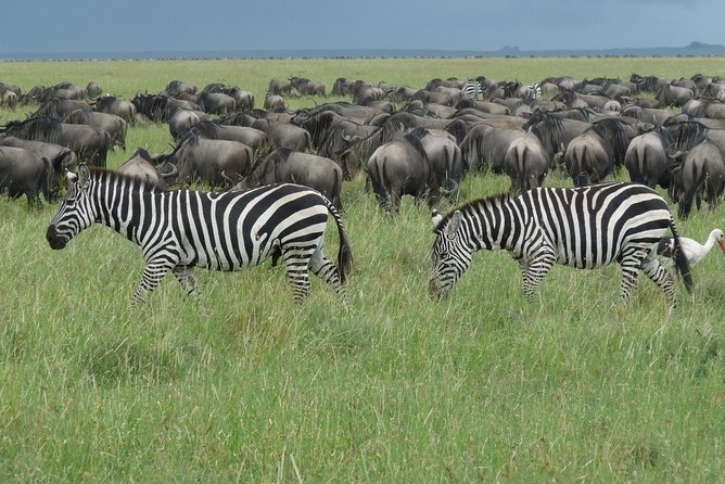 Serengeti Wildebeest Migration. - Day 1: Tarangire’s elephants and baobabs