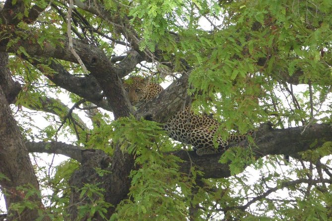 Short Safari from Dar es Salaam to Mikumi National Park - 2 Days - Key points at a glance