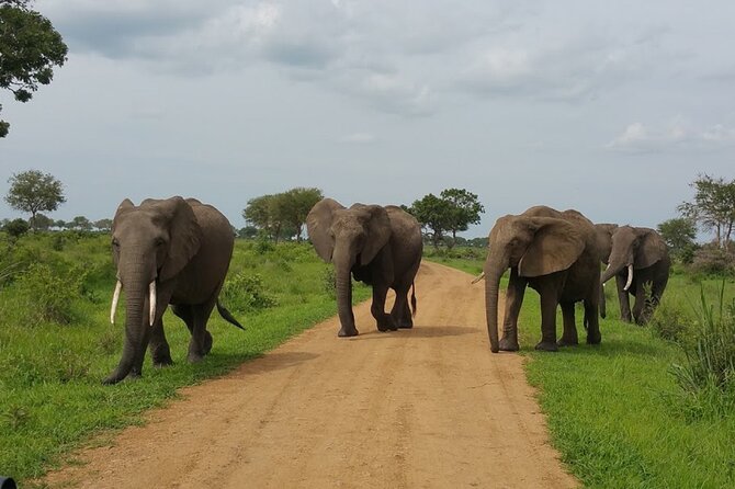 Short Safari from Dar es Salaam to Mikumi National Park - 2 Days - Why Mikumi works for a short Tanzania safari