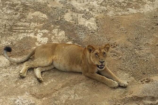 Short Safari from Dar es Salaam to Mikumi National Park - 2 Days - Sleeping inside Mikumi at Tanapa Tourist Cottage