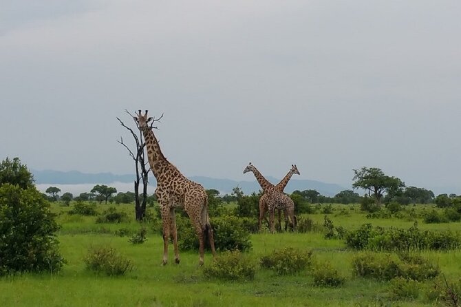 Short Safari from Dar es Salaam to Mikumi National Park - 2 Days - Lunch in Morogoro and the return to Dar es Salaam