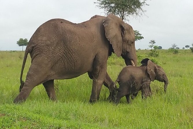 Short Safari from Dar es Salaam to Mikumi National Park - 2 Days - What the private format adds