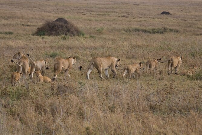 Small Group Serengeti and Ngorongoro Crater Adventure Safari - Day three: sunrise wildlife and the move toward Ngorongoro