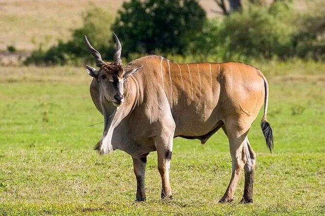 Small Group Serengeti and Ngorongoro Crater Adventure Safari - Day four: the crater’s crowded wildlife bowl