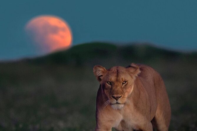 Small Group Serengeti and Ngorongoro Crater Adventure Safari - What the $790 price really covers