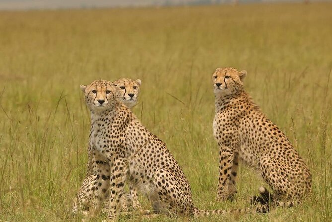 Small Group Serengeti and Ngorongoro Crater Adventure Safari - The small-group setup and daily comfort