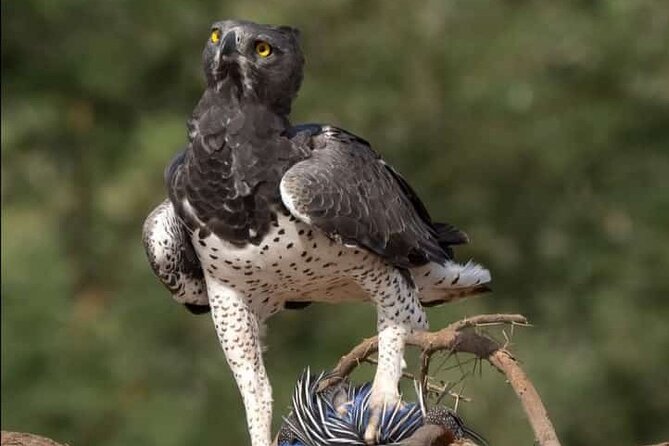 Small Group Serengeti and Ngorongoro Crater Adventure Safari - What the company’s strongest service points suggest