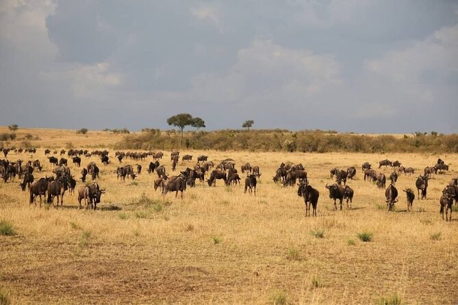 Small Group Serengeti and Ngorongoro Crater Adventure Safari - Day two: the long road to Serengeti
