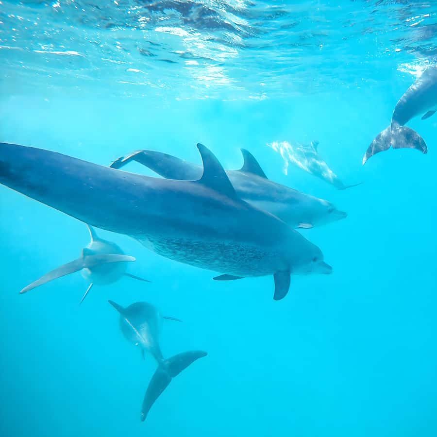 Snorkel Mnemba’s Reefs & Swim with Dolphins Adventure - What you may see below the surface