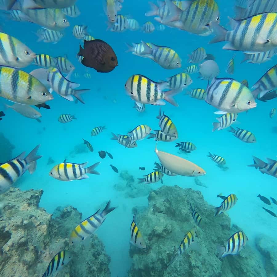 Snorkel Mnemba’s Reefs & Swim with Dolphins Adventure - Group size, pace, and comfort