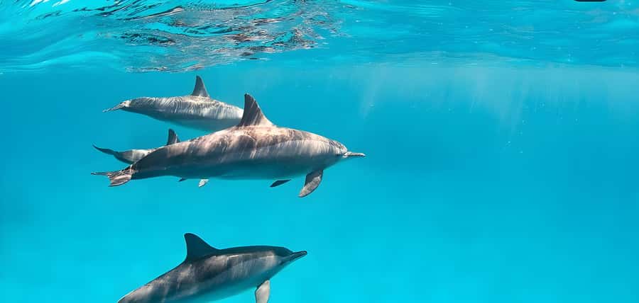 Snorkeling and swimming with dolphins in mnemba island - Key points to know before you book