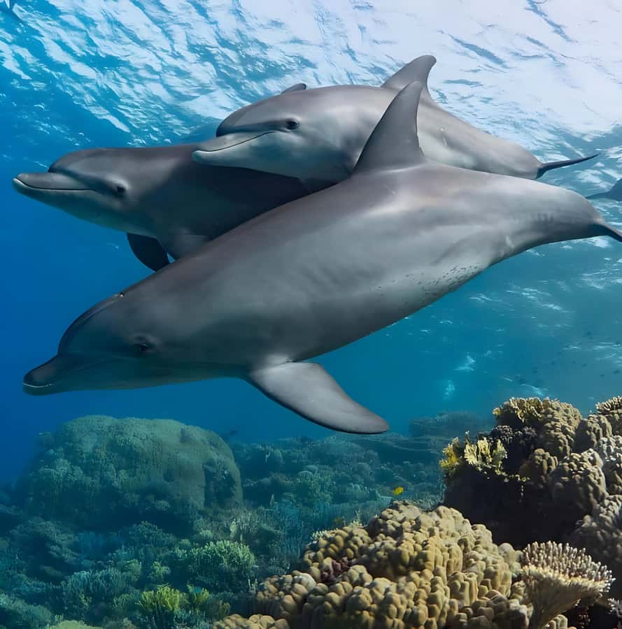 Snorkeling and swimming with dolphins in mnemba island - Why Mnemba Atoll makes a strong half-day trip
