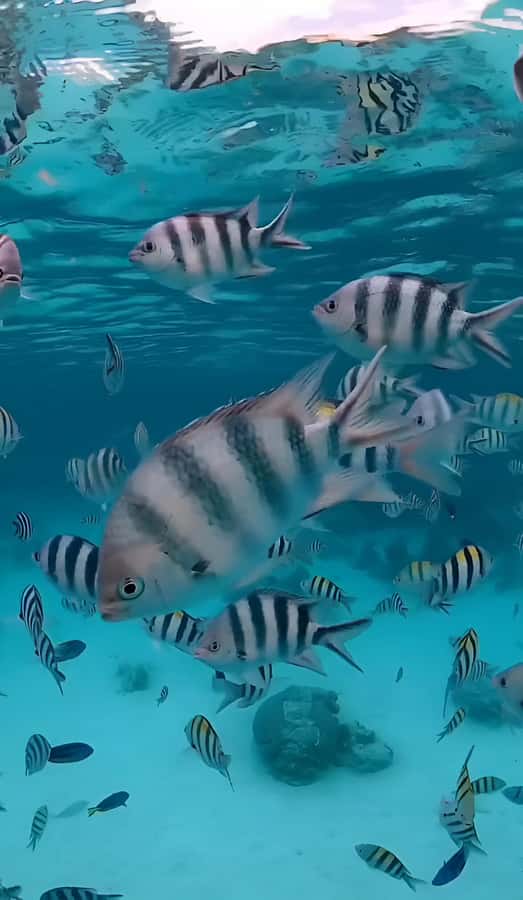 Snorkeling and swimming with dolphins in mnemba island - The 30-minute boat ride to Mnemba