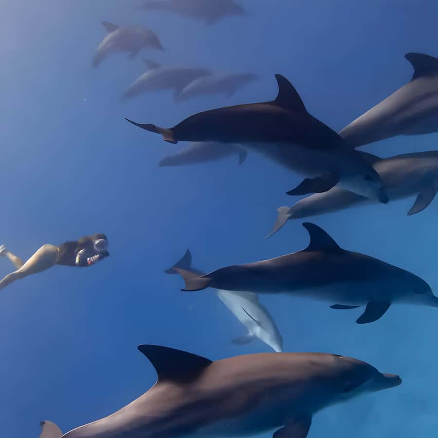Snorkeling and swimming with dolphins in mnemba island - Searching for dolphins in the open sea