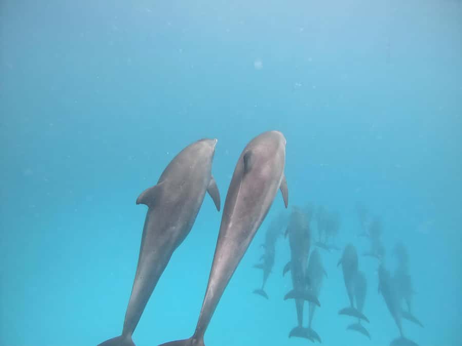 Snorkeling and swimming with dolphins in mnemba island - The sandbank stop, fruit, and a little breathing room