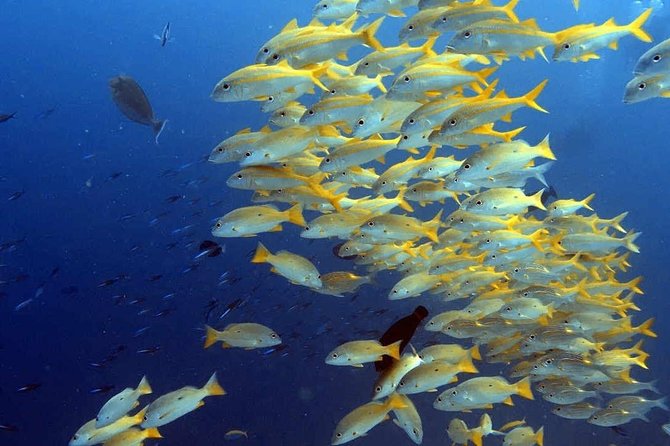 Snorkeling at Mnemba Atoll - Why Mnemba Atoll is Zanzibar’s headline snorkeling stop