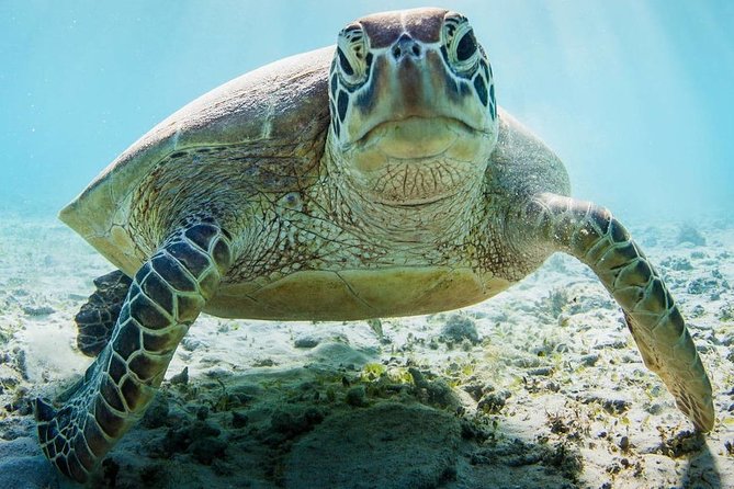 Snorkeling at Mnemba Atoll - The seafood lunch, fruit, and the important fine print