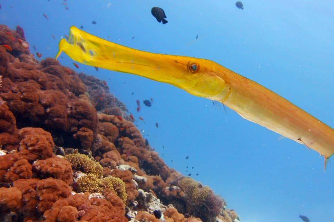 Snorkeling at Mnemba Atoll - Is the $95 price good value?